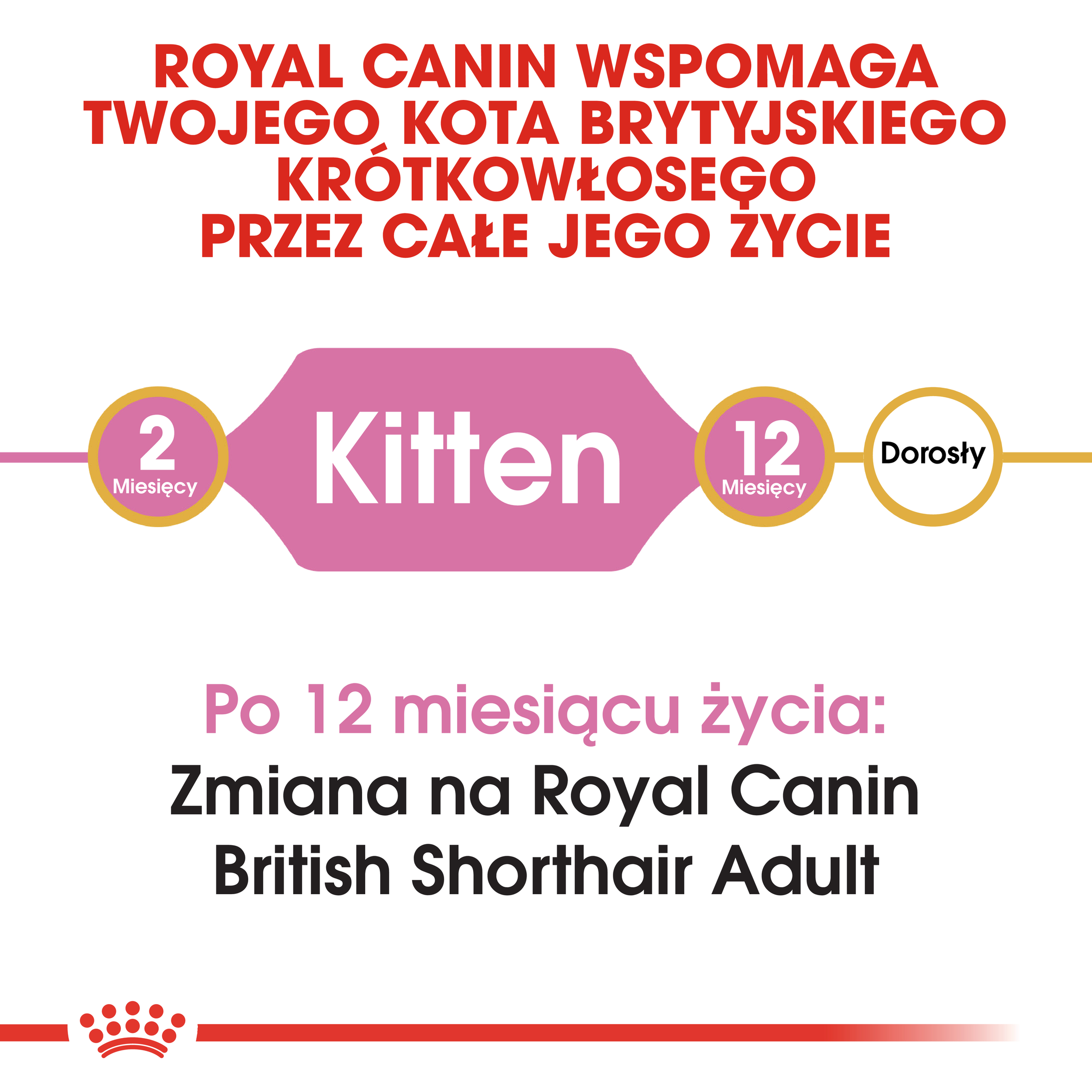 ROYAL CANIN British Shorthair Kitten karma sucha dla kociąt - Image 6