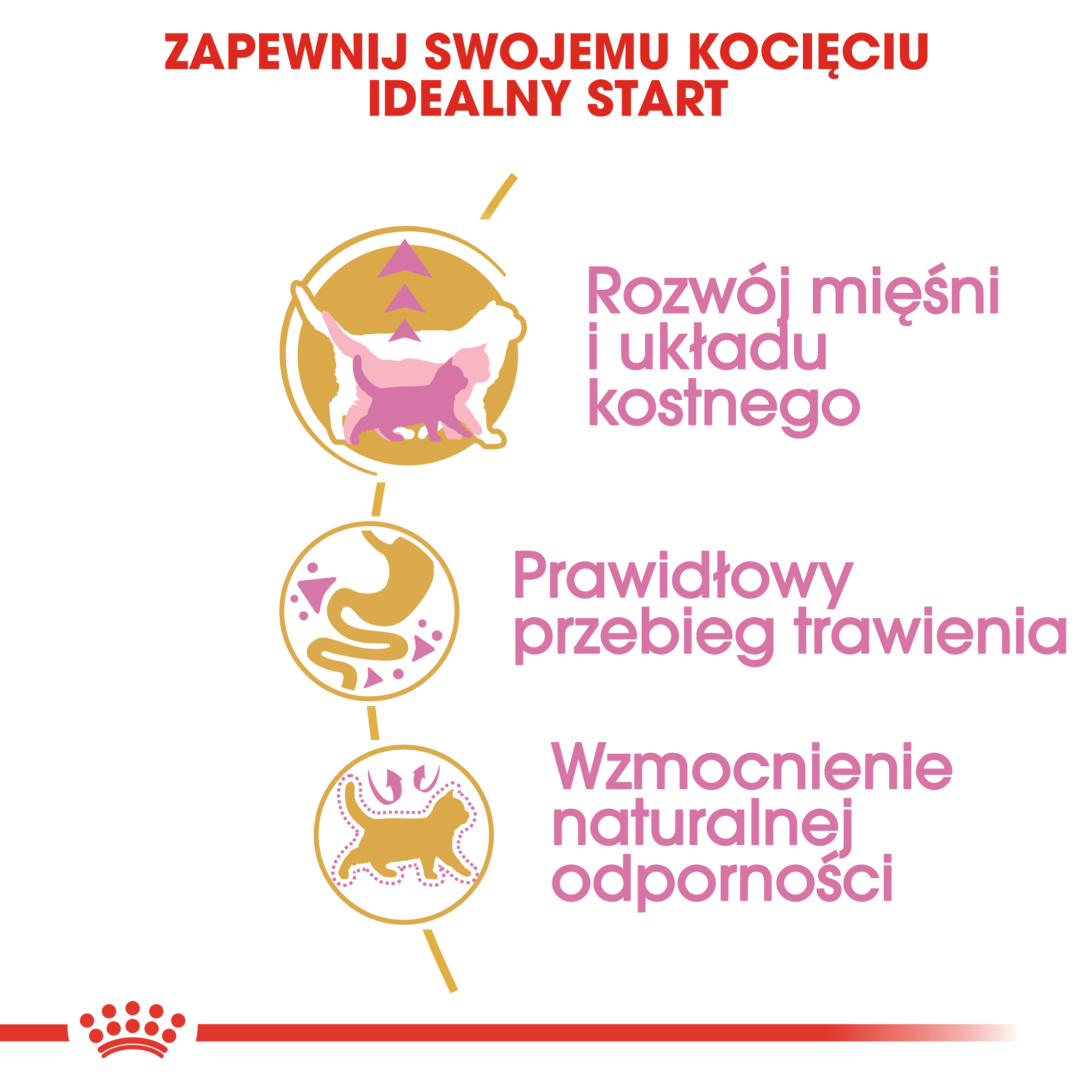 ROYAL CANIN British Shorthair Kitten karma sucha dla kociąt - Image 5