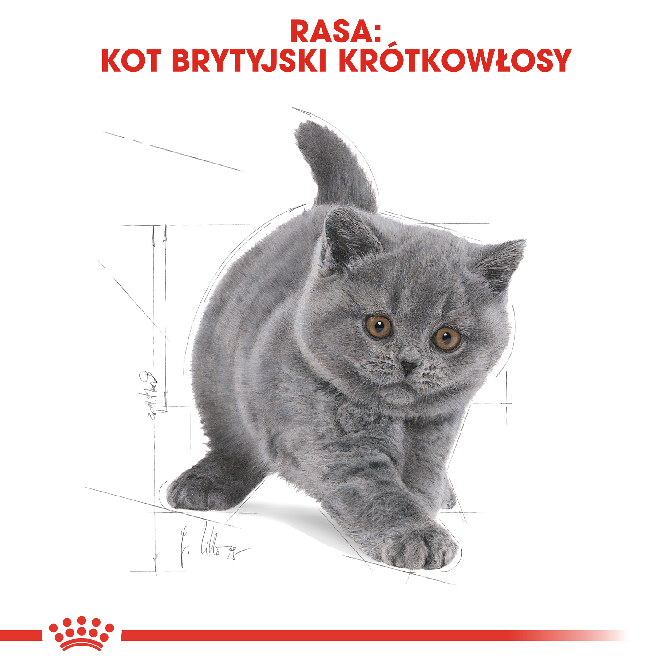 ROYAL CANIN British Shorthair Kitten karma sucha dla kociąt - Image 3