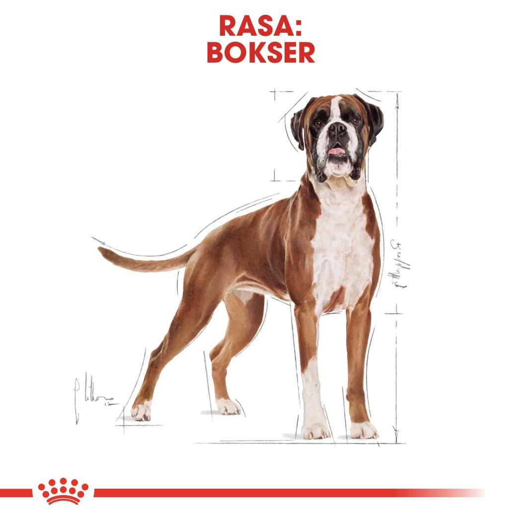 ROYAL CANIN® Boxer Adult karma sucha dla psów dorosłych rasy bokser 12 kg - Image 3