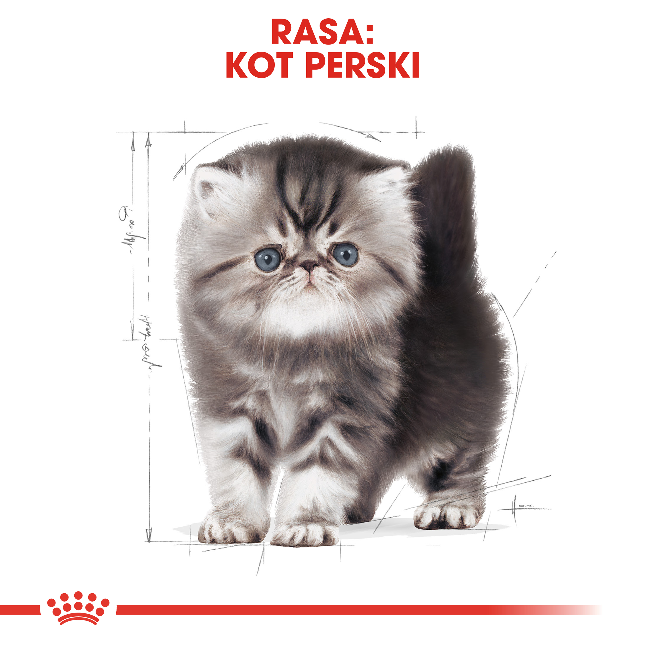 ROYAL CANIN Persian Kitten karma sucha dla kociąt - Image 3