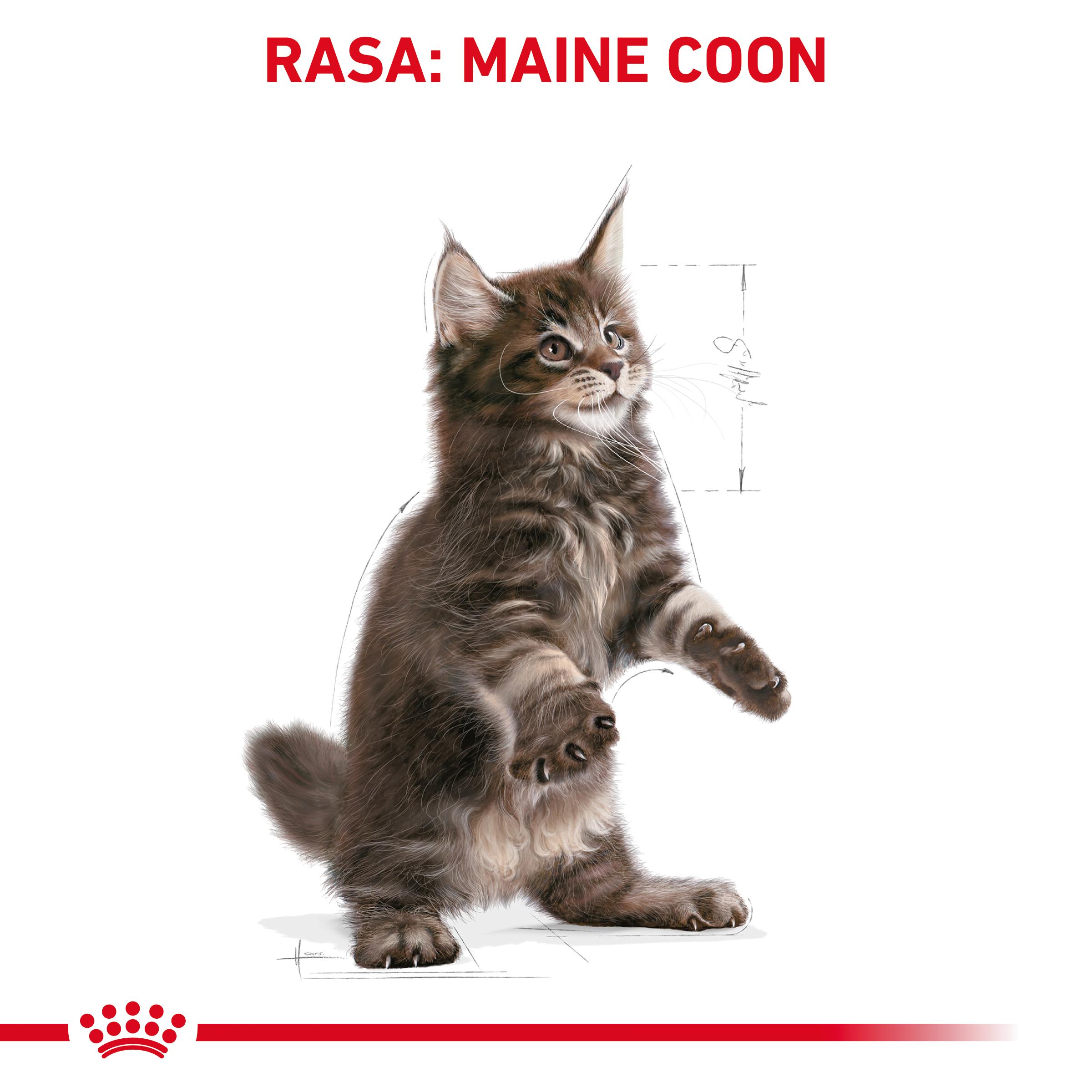 ROYAL CANIN Maine Coon Kitten karma sucha dla kociąt - Image 3