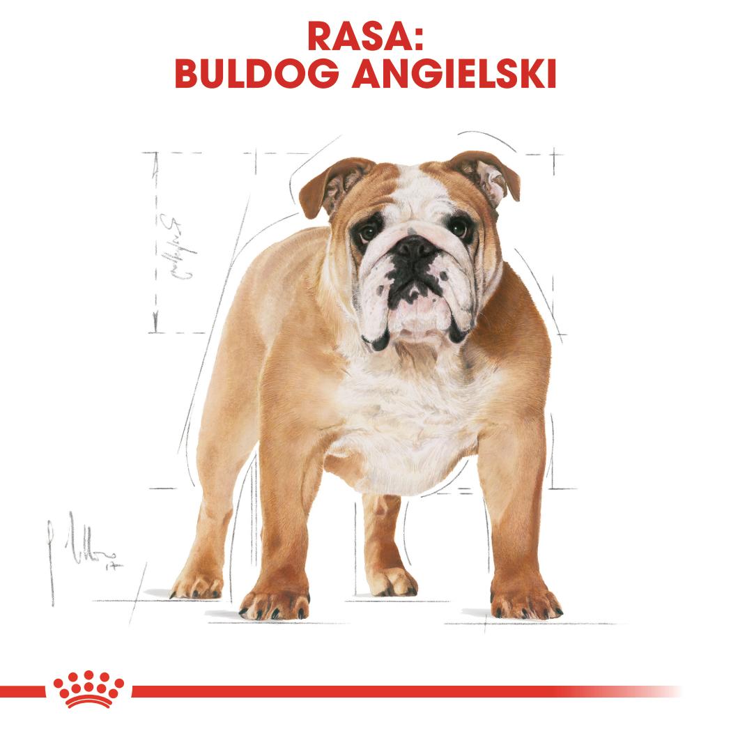 ROYAL CANIN®Bulldog Adult karma sucha - Image 3