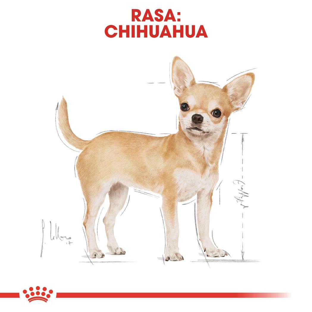 ROYAL CANIN® Chihuahua Adult karma sucha dla psów dorosłych rasy chihuahua 1.5 kg - Image 2