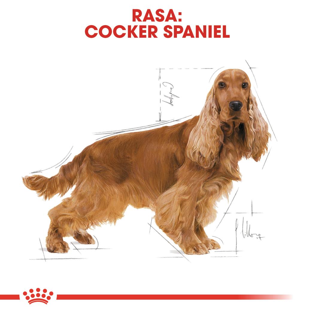 ROYAL CANIN® Cocker adult sucha karma 12kg - Image 2