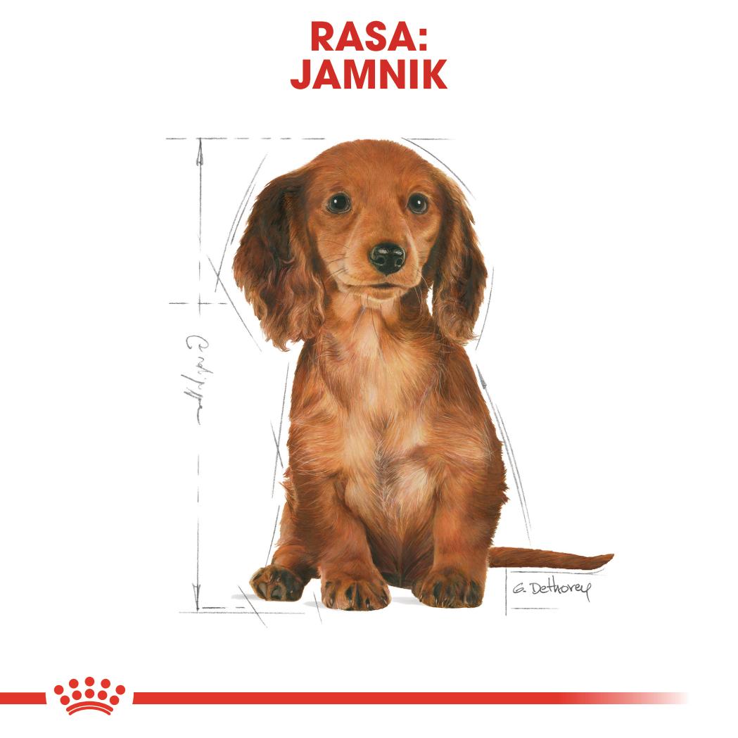 ROYAL CANIN® Dachshund Puppy karma sucha dla szczeniąt 1.5 kg - Image 2