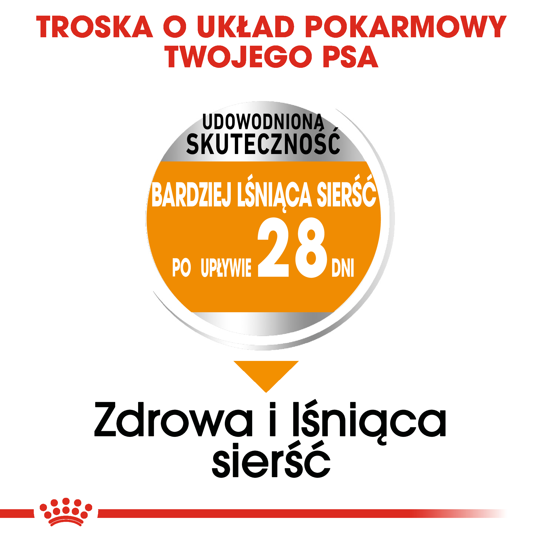 ROYAL CANIN® CCN Mini Coat Care karma sucha dla psów dorosłych 8 kg - Image 4