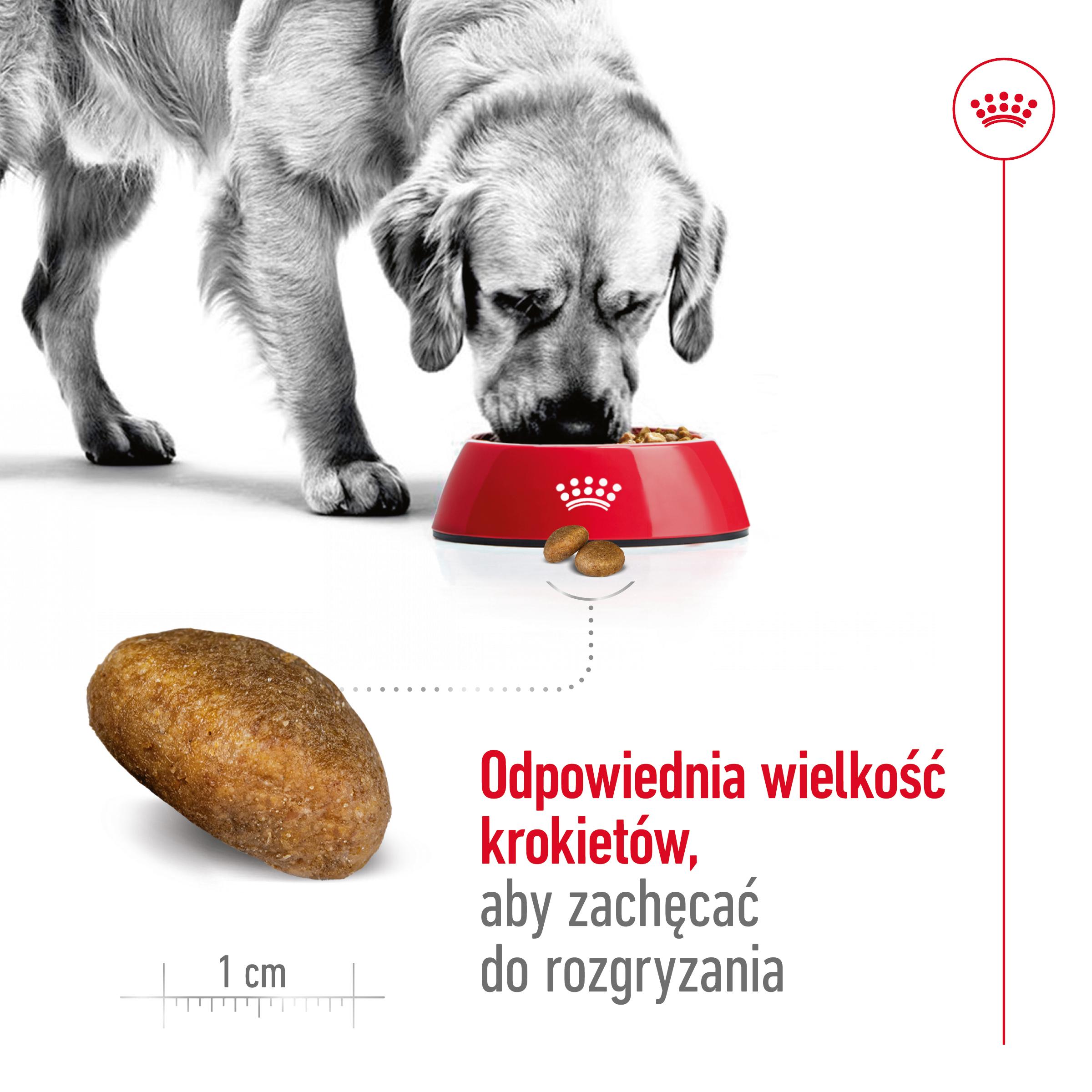 ROYAL CANIN® Maxi Adult karma sucha dla psów dorosłych - Image 4