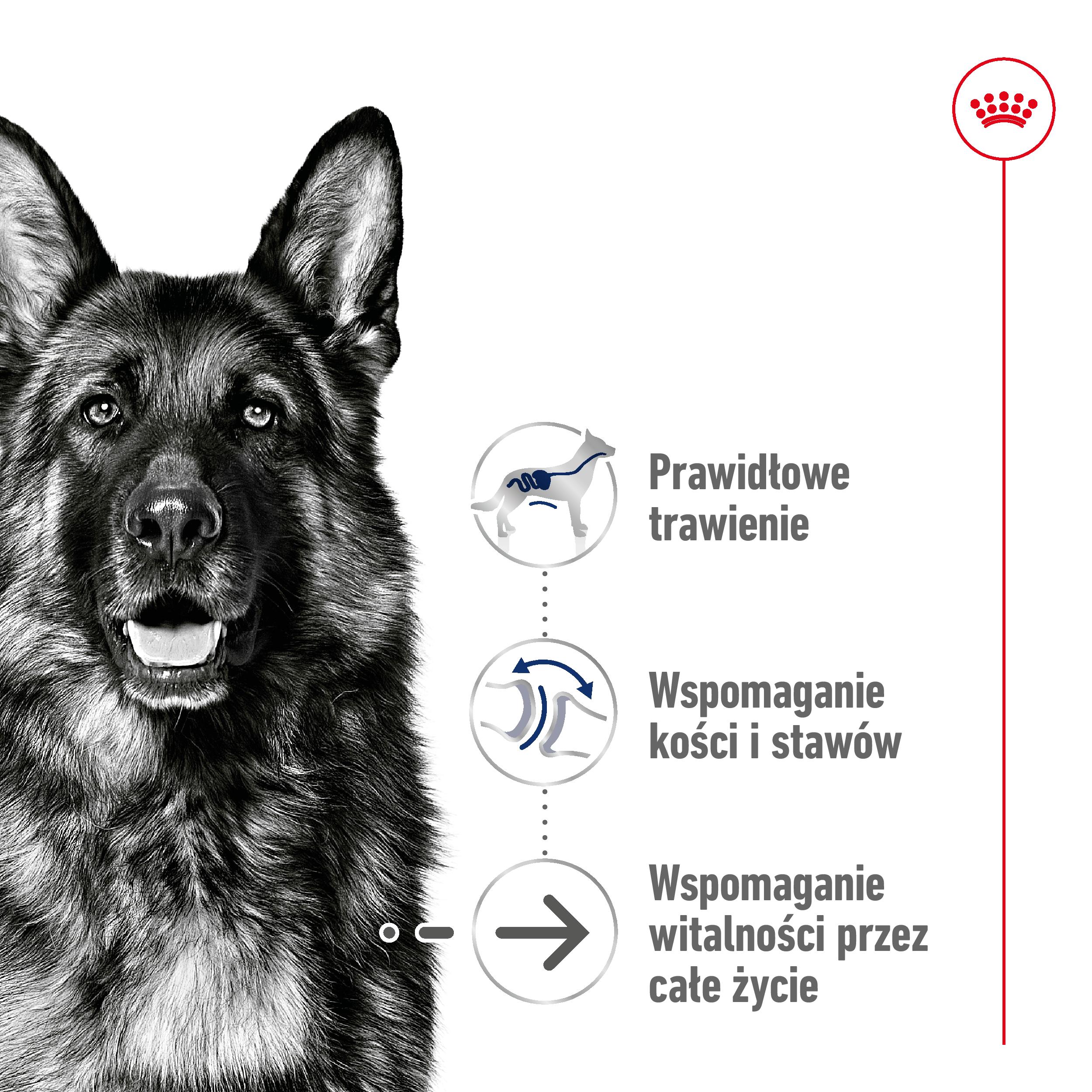 ROYAL CANIN® Maxi Ageing 8+ karma sucha dla psów starszych 15 kg - Image 2