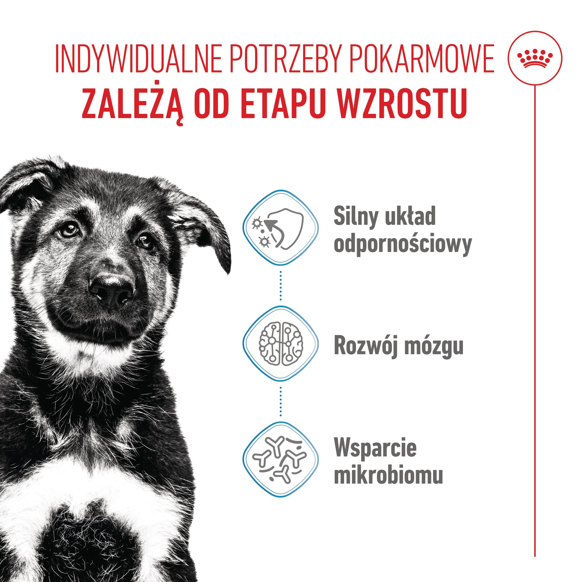 ROYAL CANIN® Maxi Puppy karma sucha dla szczeniąt, od 2 do 15 miesiąca życia, ras dużych - Image 2