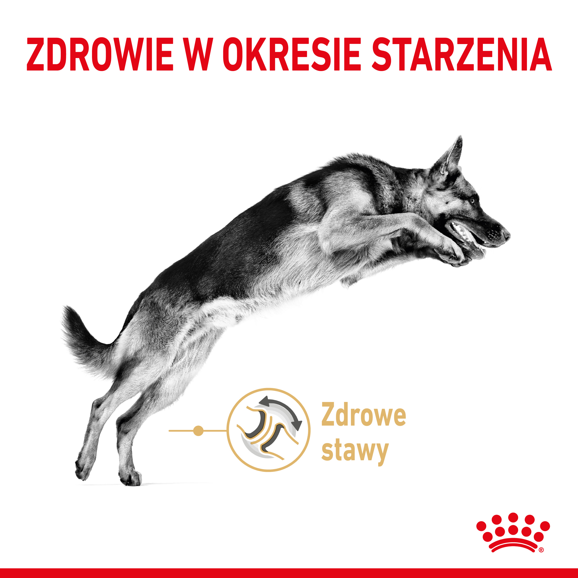 ROYAL CANIN® German Shepherd Adult 5+ karma sucha 12 kg - Image 2