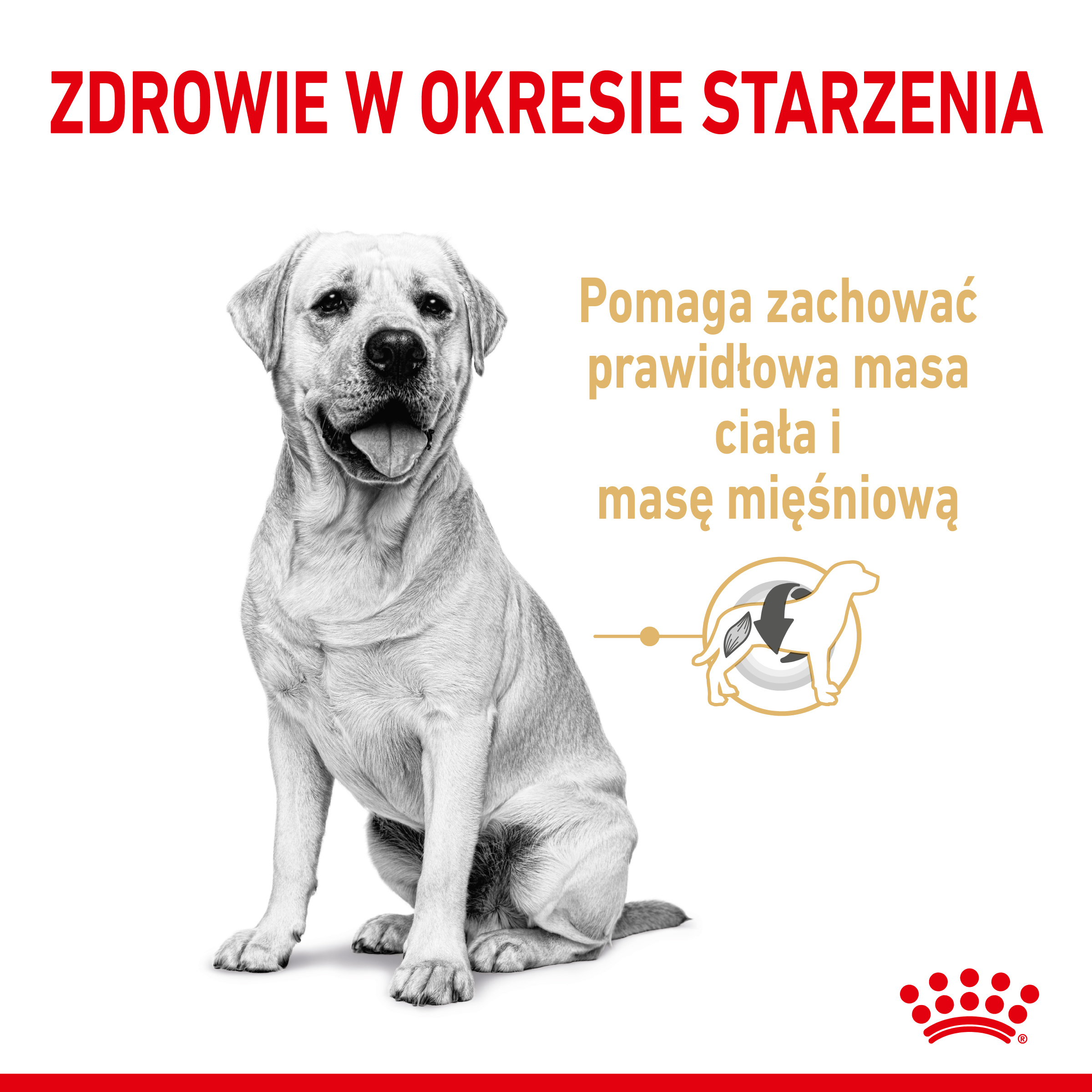 ROYAL CANIN® Labrador Retriever Adult 5+ karma sucha 12kg - Image 2