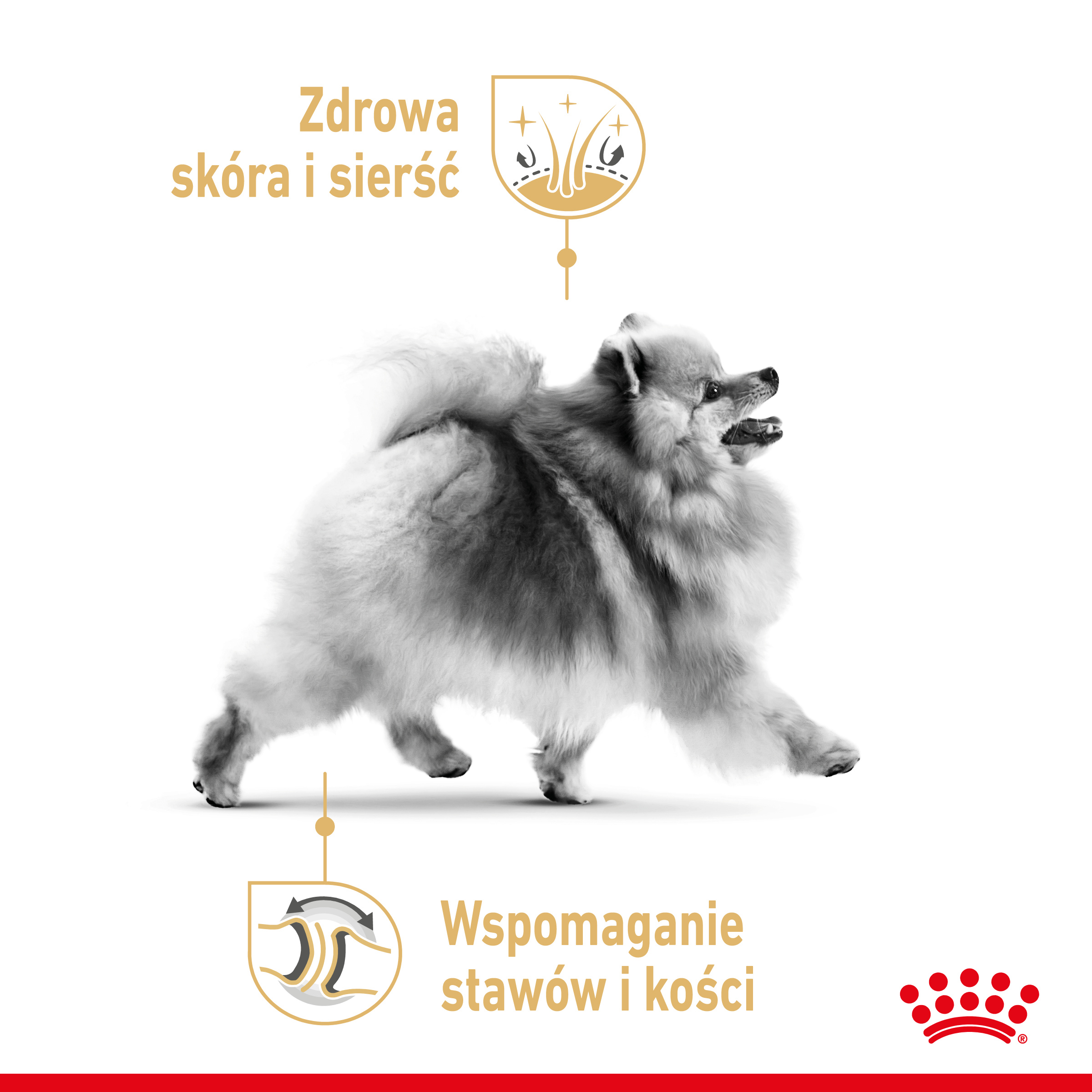 ROYAL CANIN® Pomeranian Adult karma sucha - Image 2